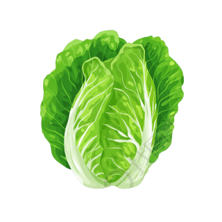 白菜透明背景元素