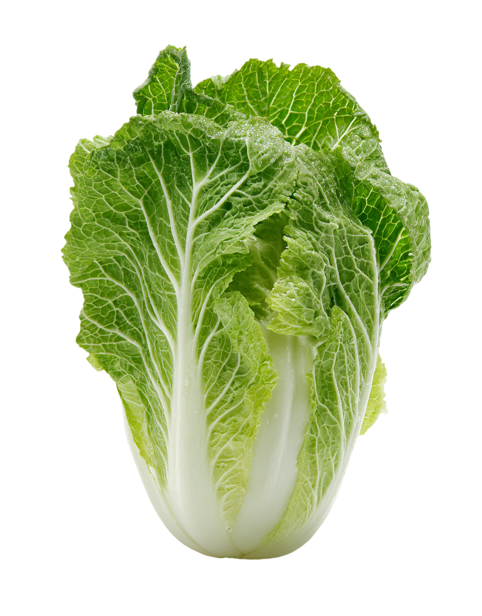 白菜可商用插图