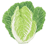 白菜卡通插图