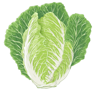 白菜卡通插图
