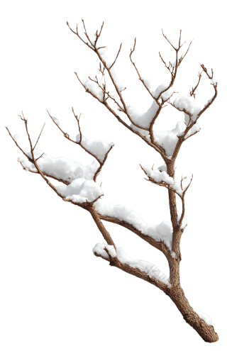 雪中干枯树枝霜降插画
