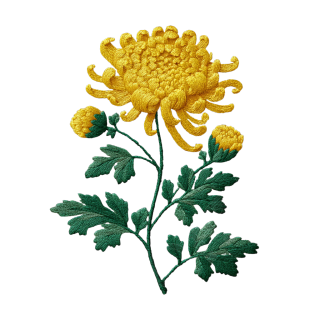 重阳节菊花插图