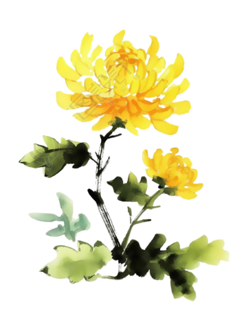 菊花水墨画风插画
