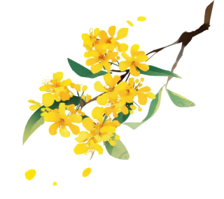 黄色桂花唯美素材