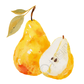 水彩梨商用插图