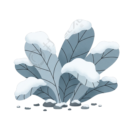 冬季雪中植物插画