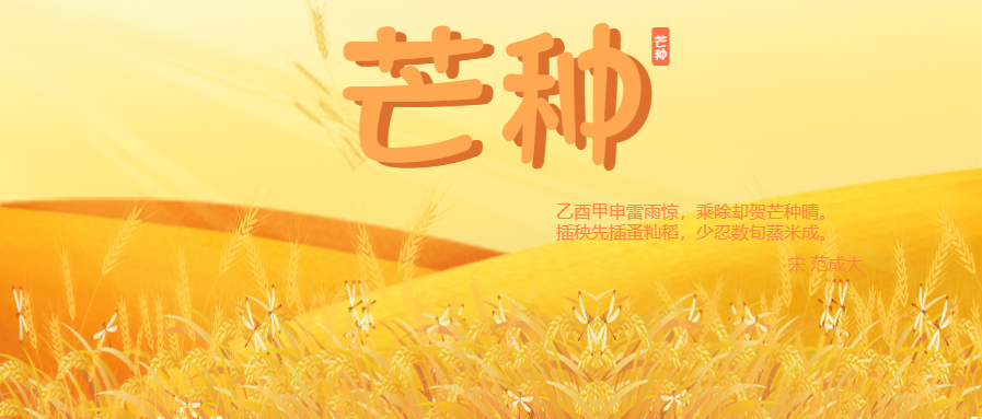 芒种节气麦穗微信公众号首图