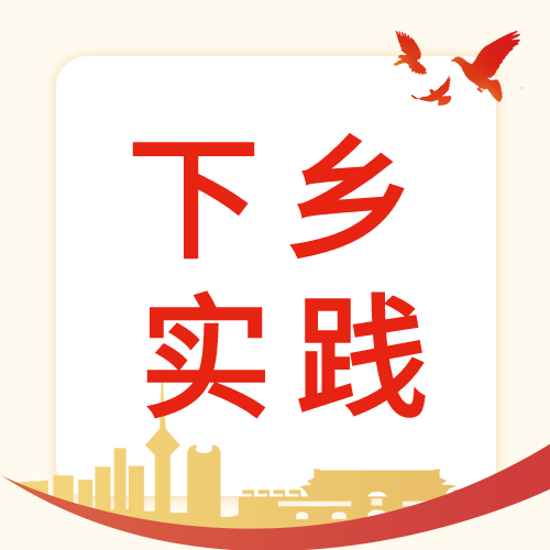 乡村振兴下乡实际鸽子城市封面图