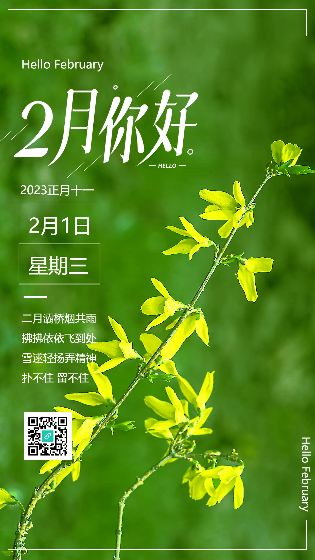 迎春花开2月1日手机海报