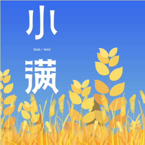 小满节气田野里颗粒饱满的小麦微信公众号次图