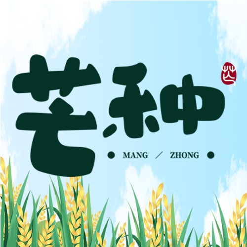 手绘颗粒饱满的小麦芒种节气微信公众号次图