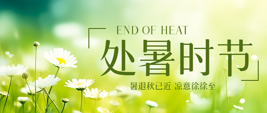 秋日小雏菊美景处暑节气微信公众号首图