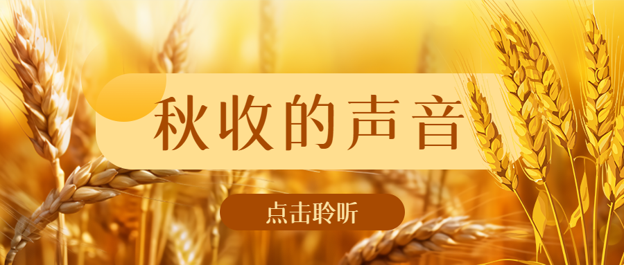 饱满小麦实景秋收的声音微信公众号首图