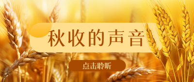 饱满小麦实景秋收的声音微信公众号首图