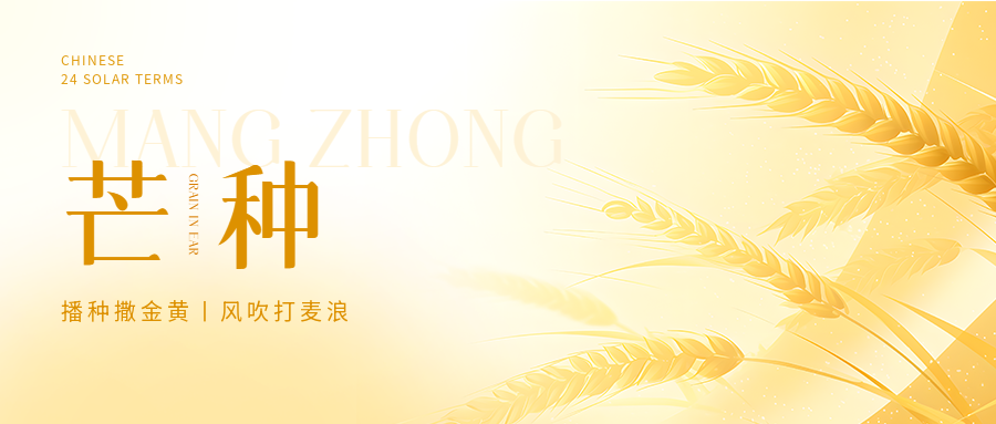 芒种节气小麦丰收微信公众号首图