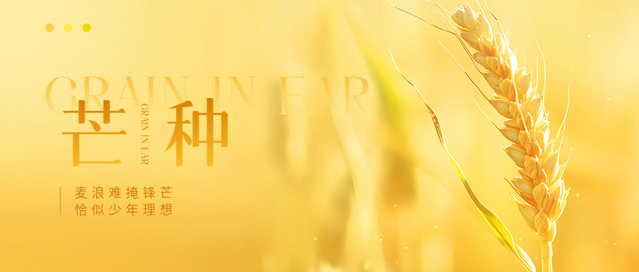 芒种时节小麦实景微信公众号首图