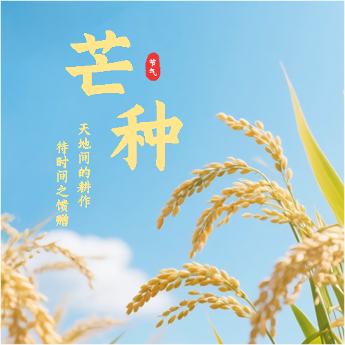 芒种传统习俗宣传微信公众号次图