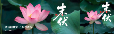末伏时节荷花实景公众号封面图