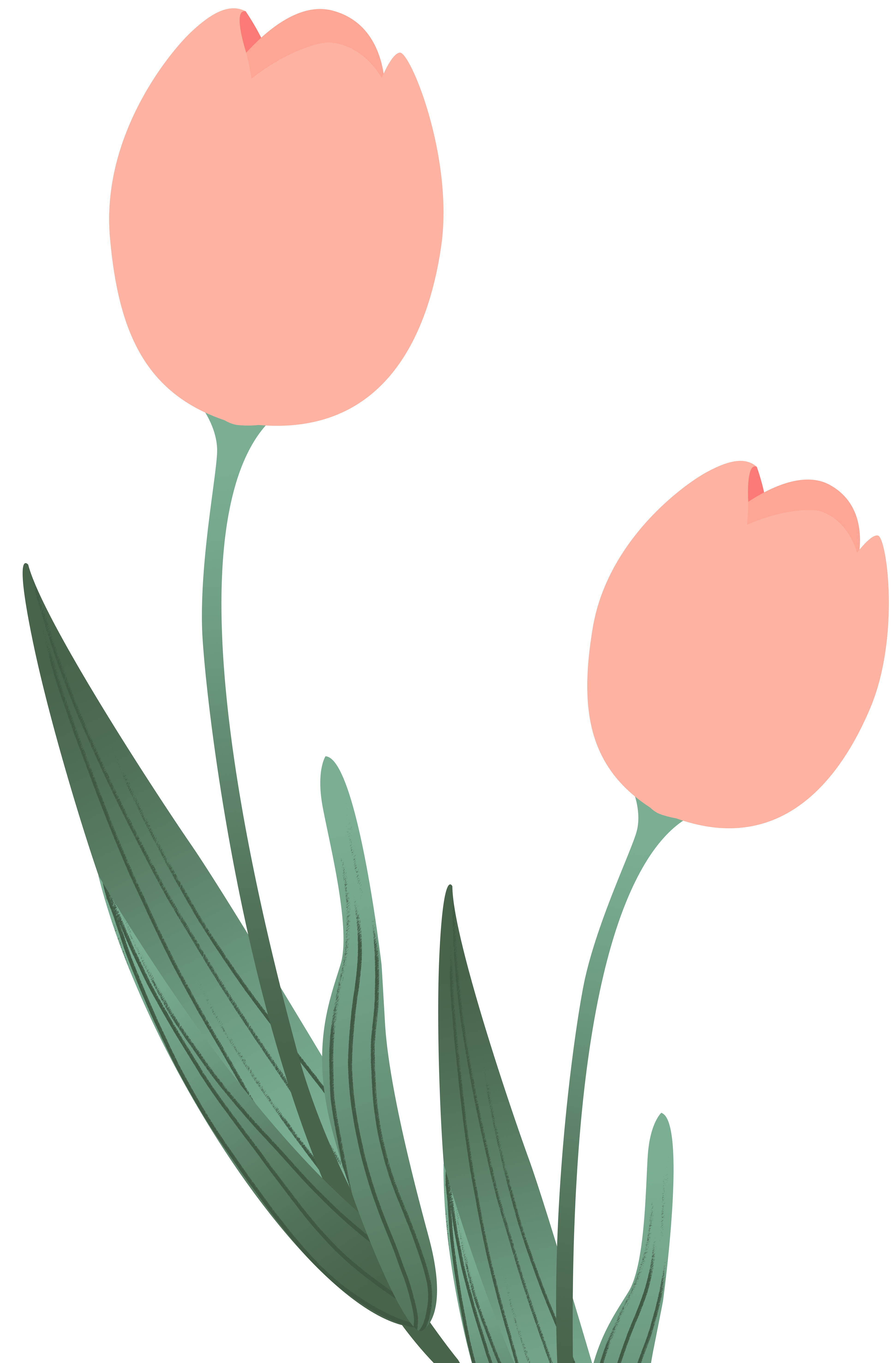 郁金香插画手绘制作技巧！