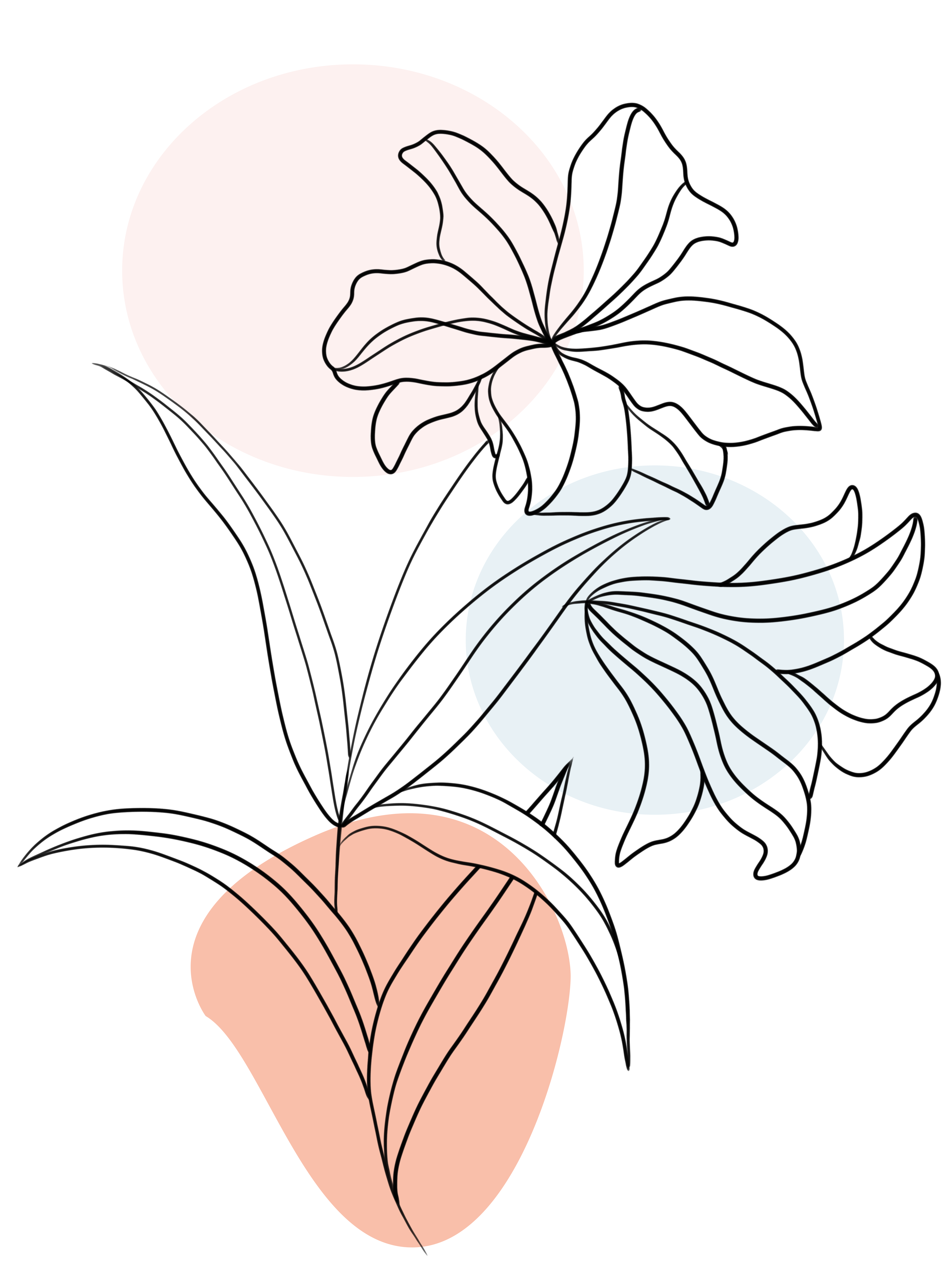 线描百合花绘画认知怎么画？
