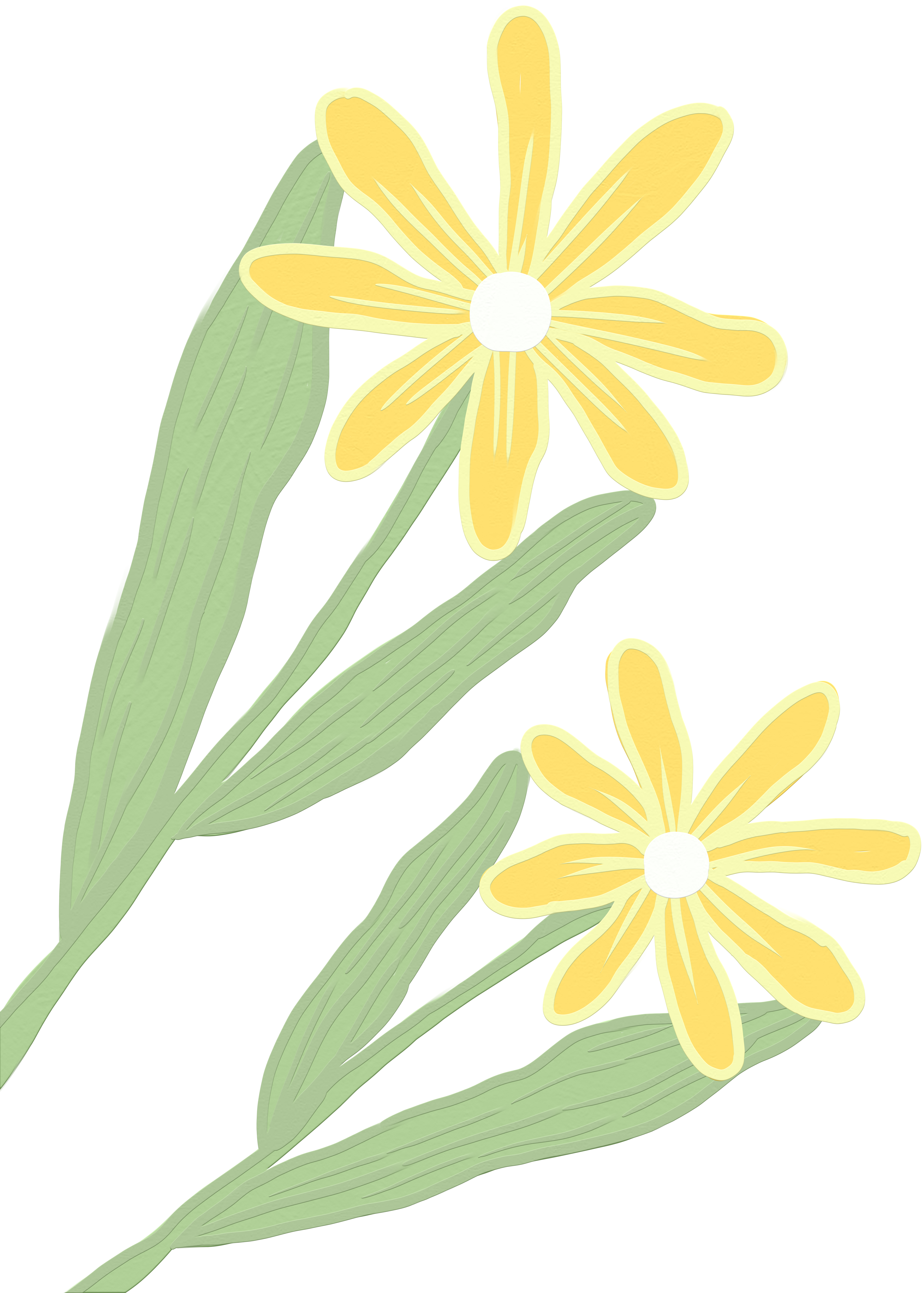 小黄花插画背景花动漫如何绘制?