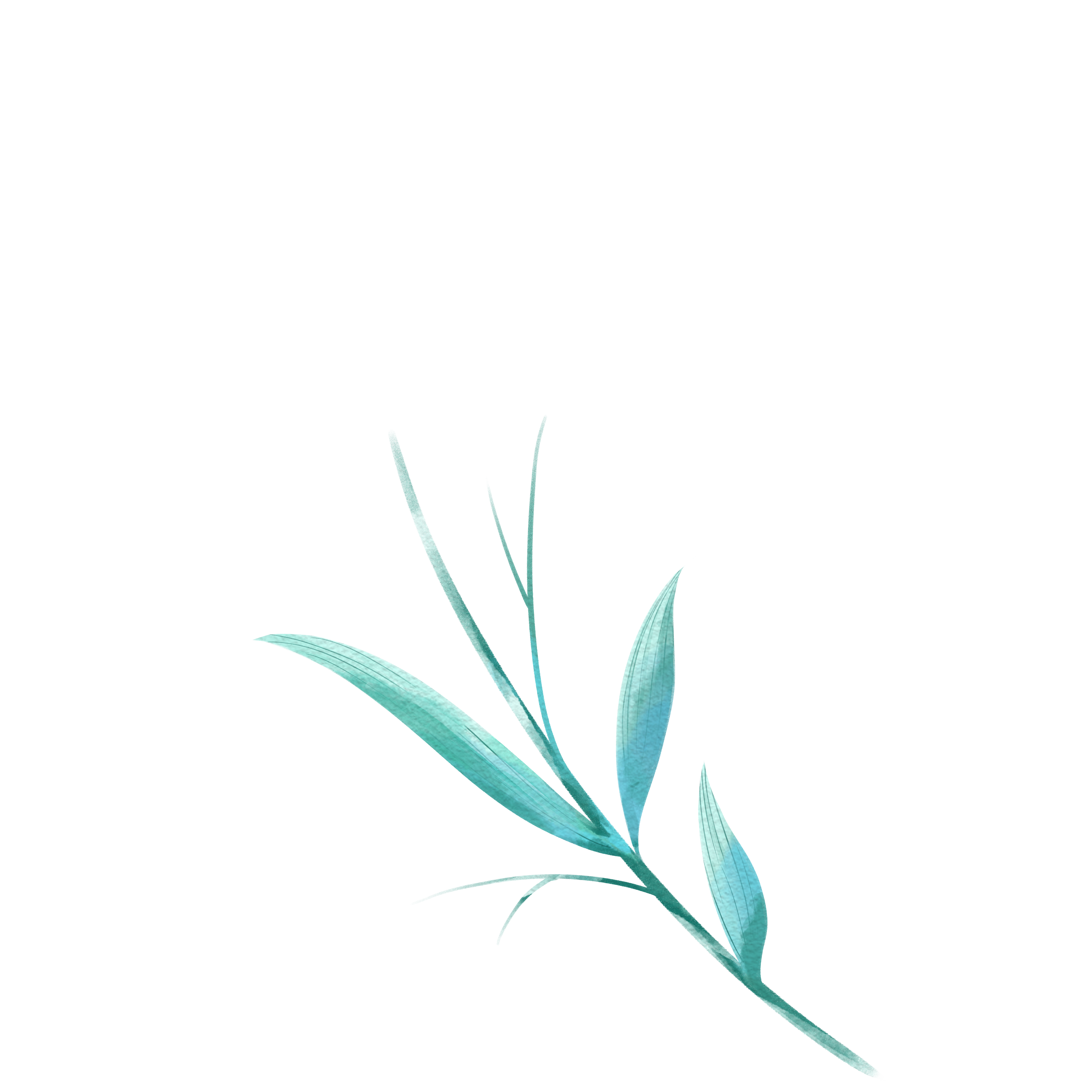 蓝色绣球花绘画图片如何绘制