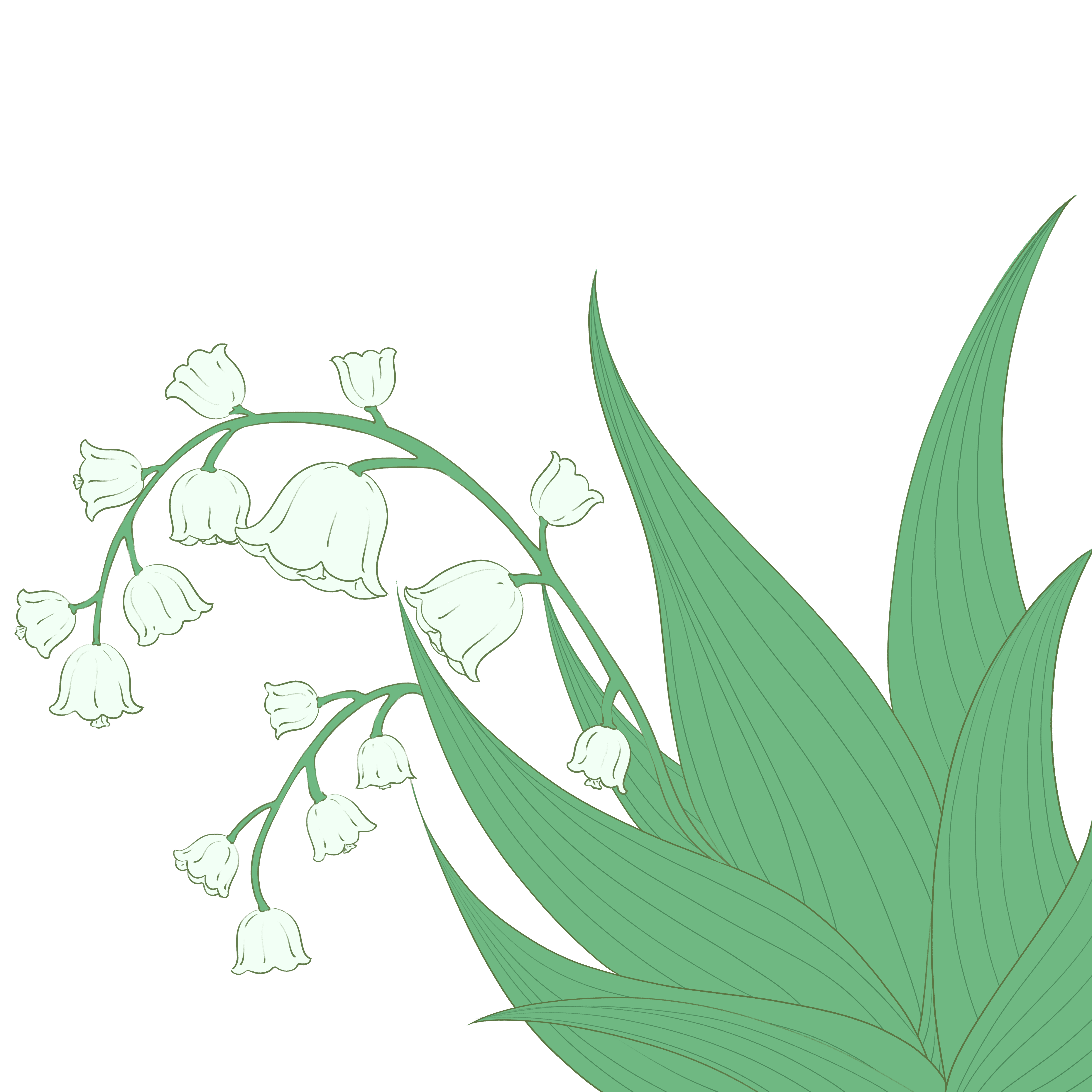 铃兰花素材免抠如何绘制