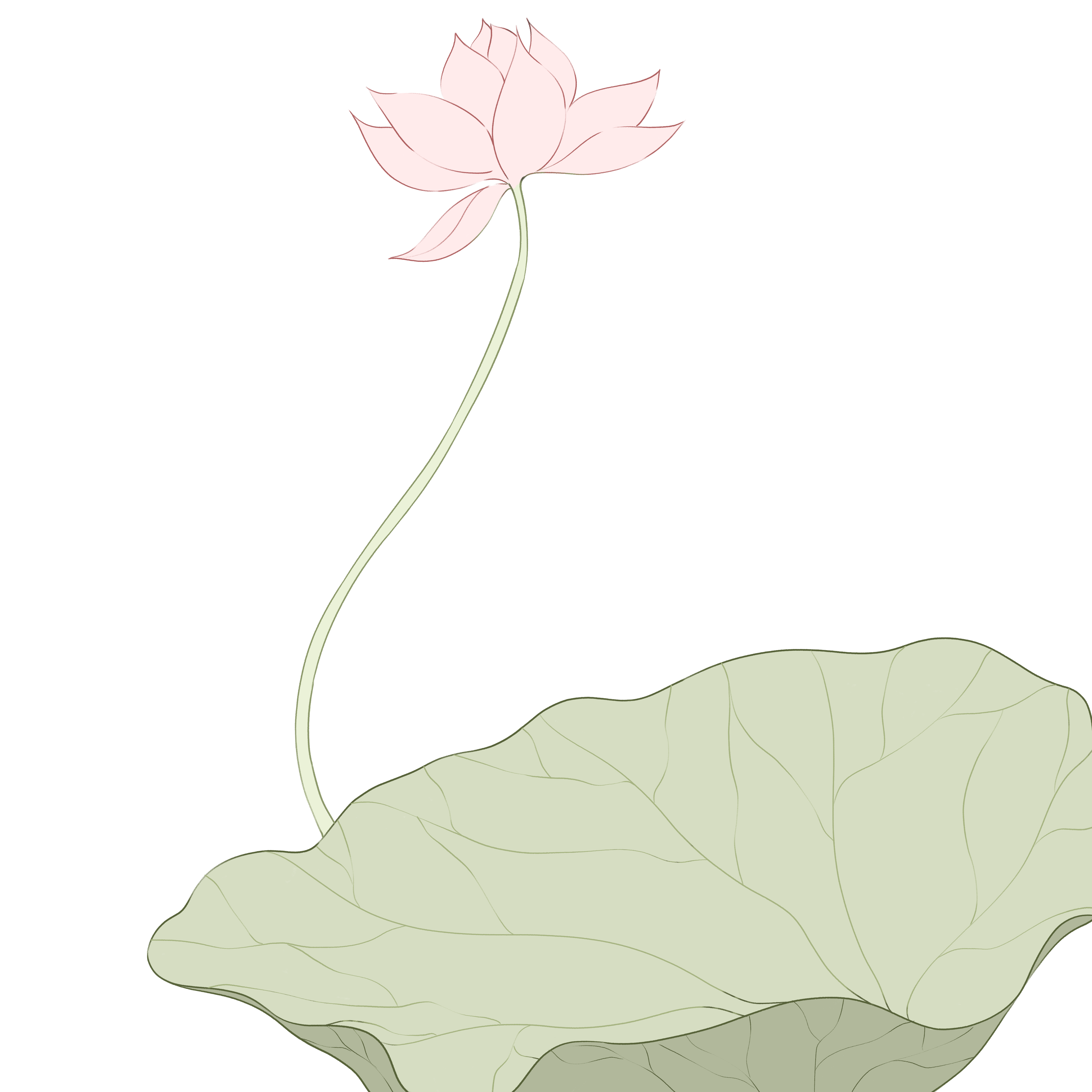 荷花插画图片大全制作方法