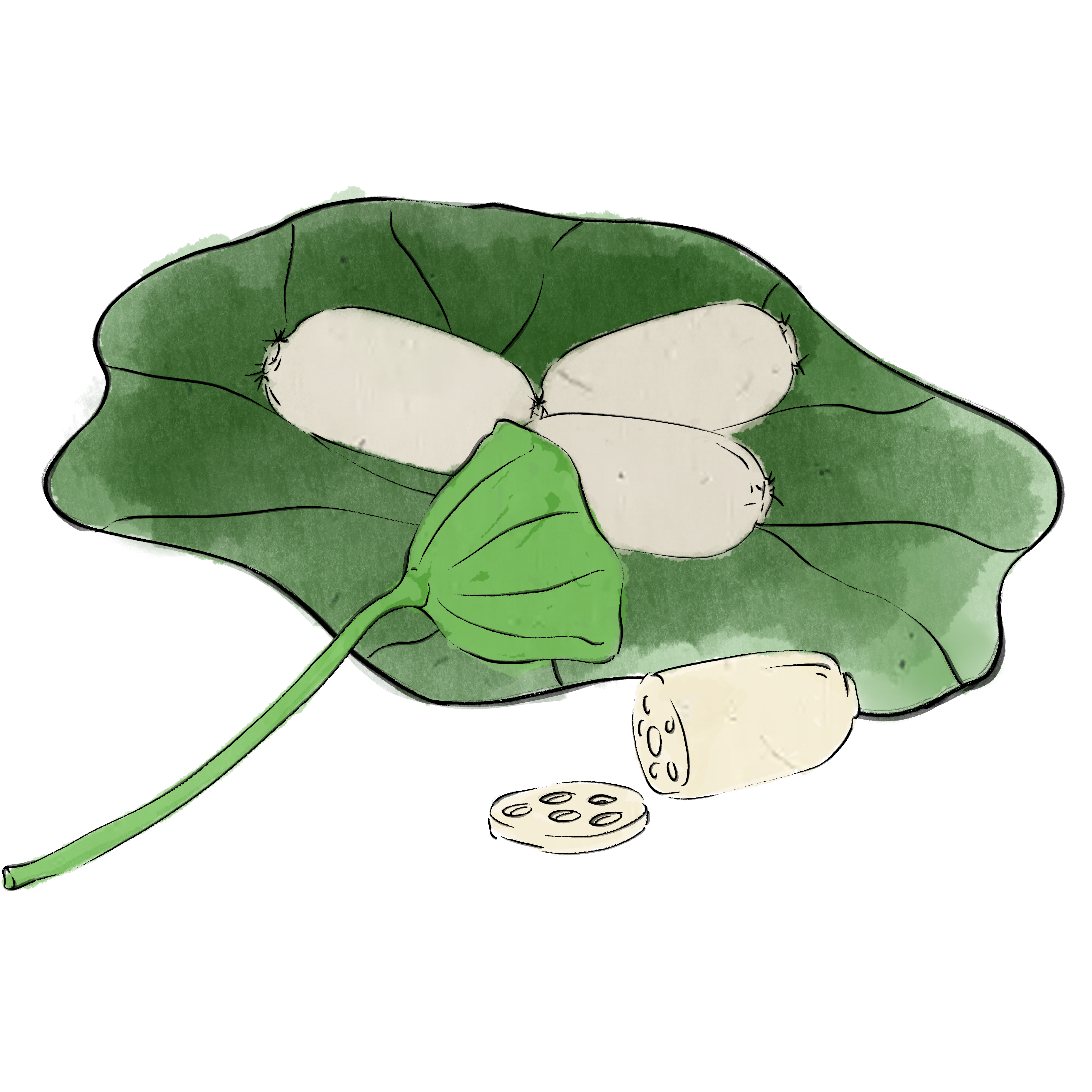 藕绘画图片制作步骤