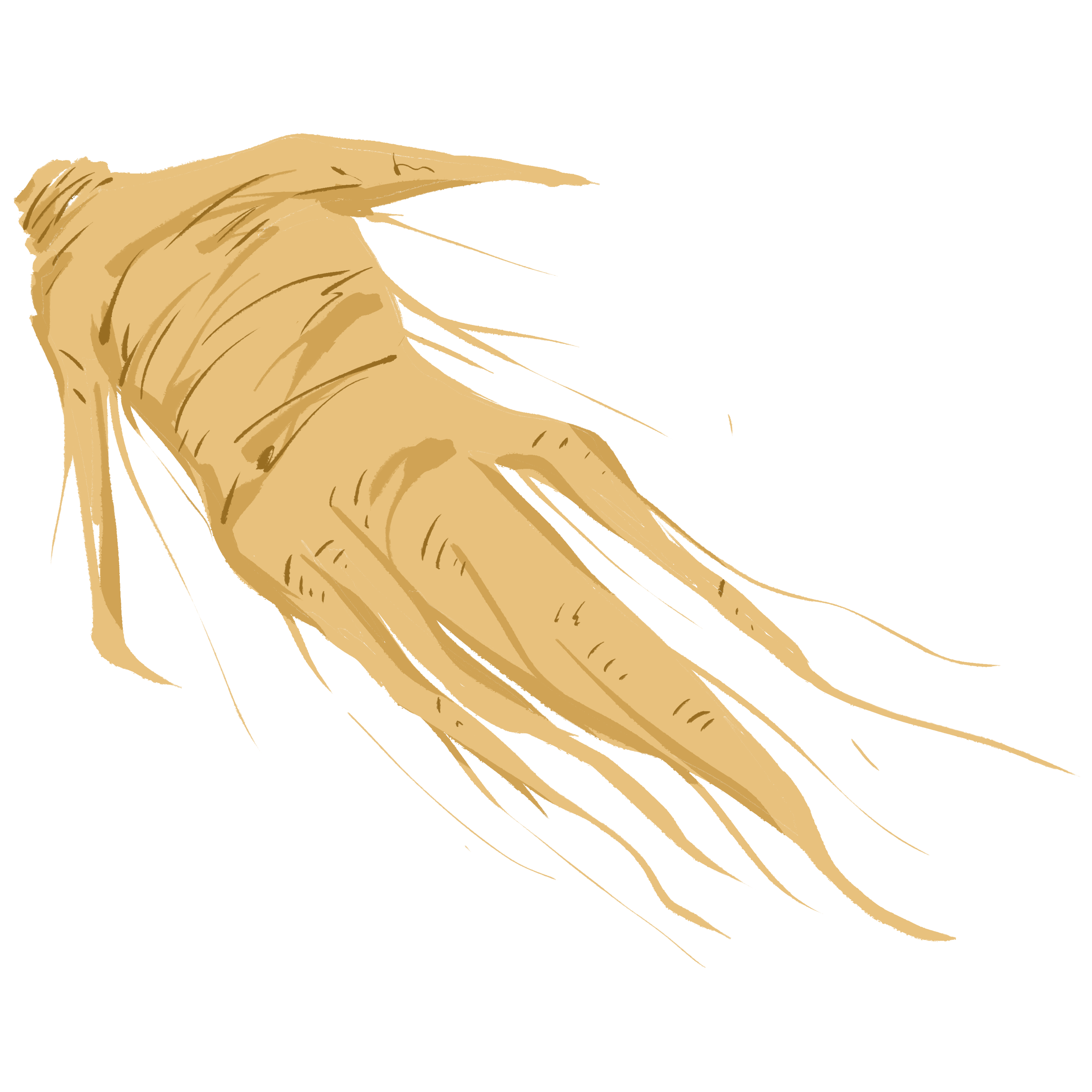 人参素材图片如何画
